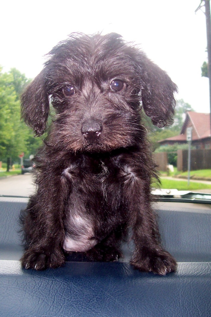 schnoodle