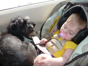 dog and baby 